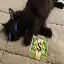 Ícono del servidor Meow anarchy